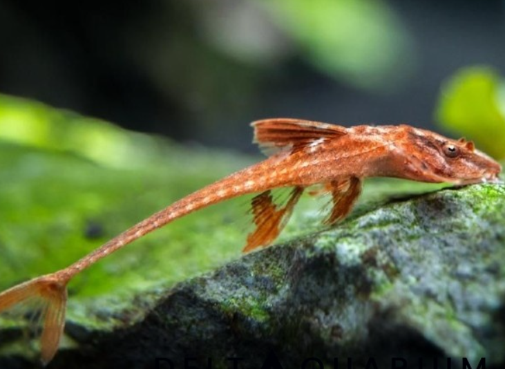 Whiptail