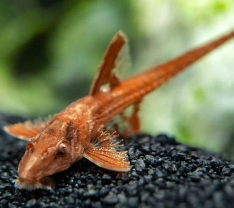 Whiptail