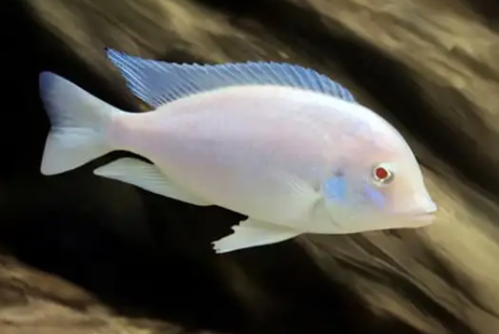 White Dolphin Cichlid