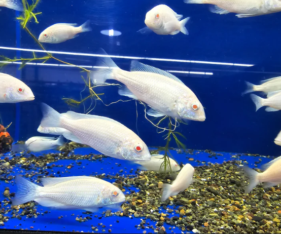 White Dolphin Cichlid