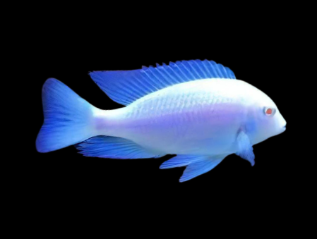White Dolphin Cichlid