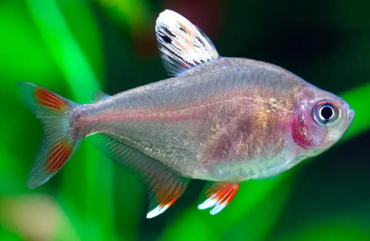 WhiteFin Tetra