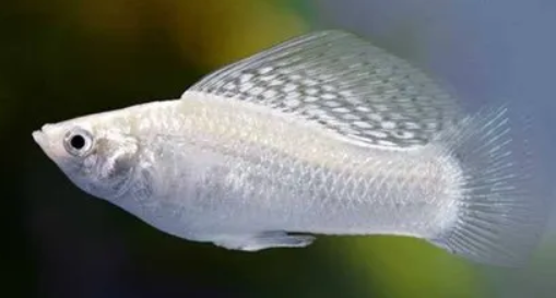 White Molly