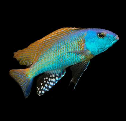 Yellow Lepturus Hap Cichlid
