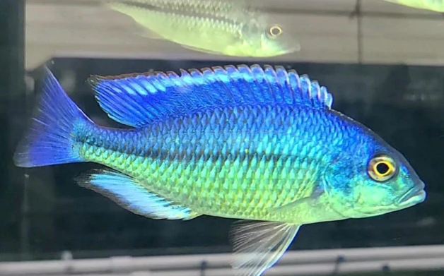 Yellow Lepturus Hap Cichlid