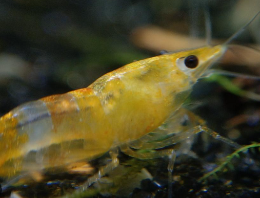 Yellow Rili Shrimp.