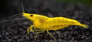 Yellow Shrimp