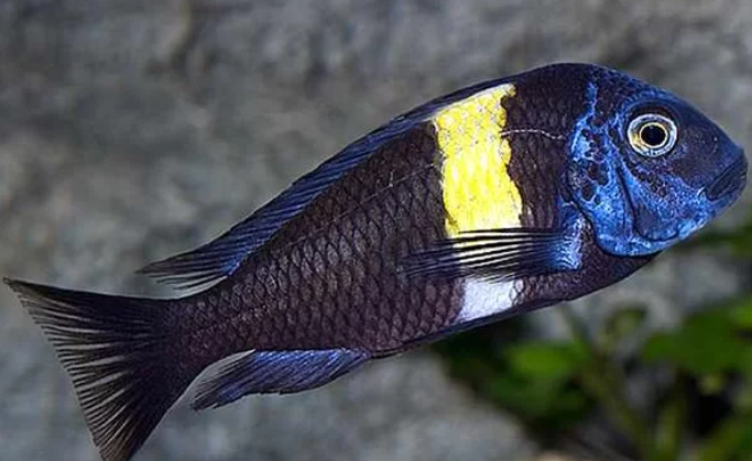 Yellow band Doboo