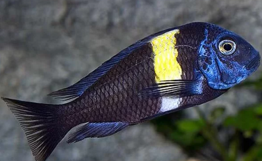 Yellow band Doboo