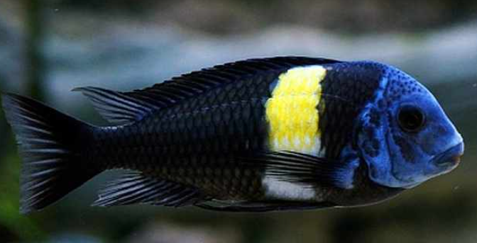 Yellow band Doboo