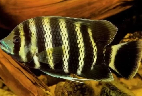 Zebra Tilapia