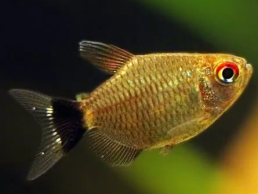 Red Eye Tetra