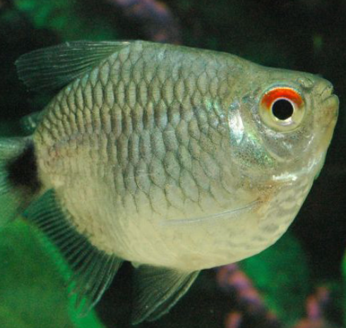 Red Eye Tetra