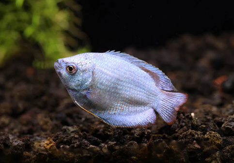 Powder Blue Dwarf gourami