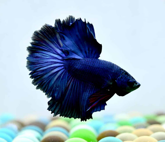Dark BlueOHM Betta