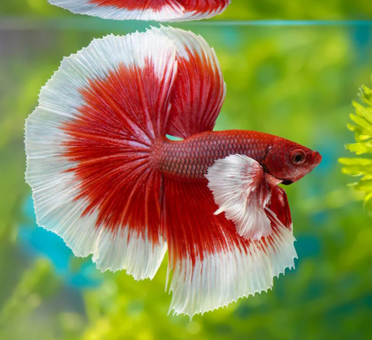 Rose tail OHM Betta