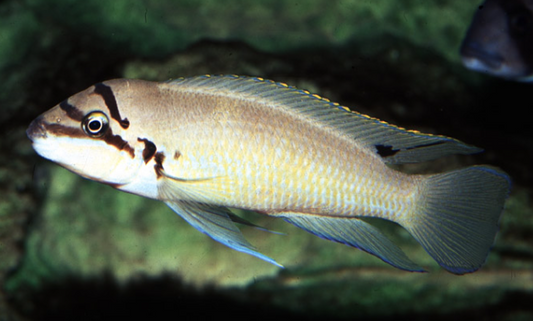 chalinochromis Bichardi