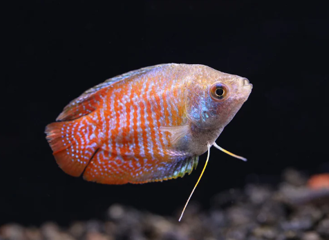 Dwarf Gourami