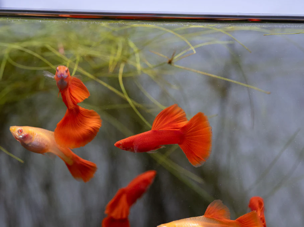 Full Red Breeding Pair