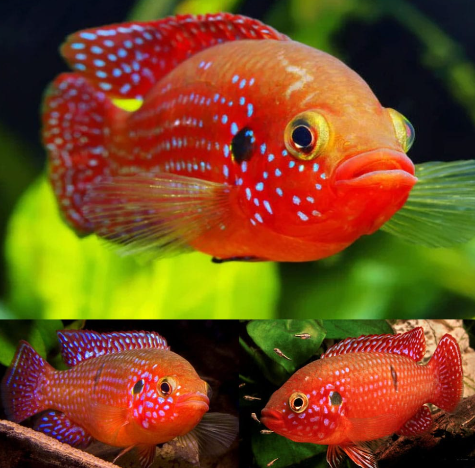 Jewel Cichlid