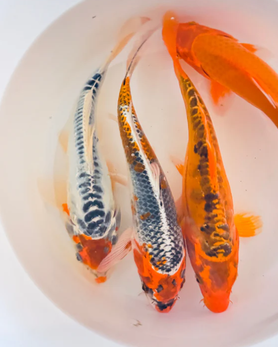 Mettalic Koi