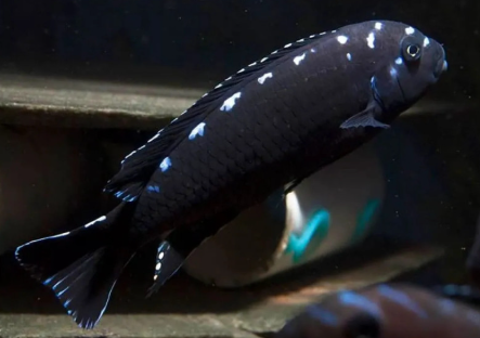 Pseudotropheus sp. Neon Spot Cichlid