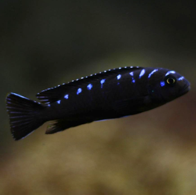 Pseudotropheus sp. Neon Spot Cichlid