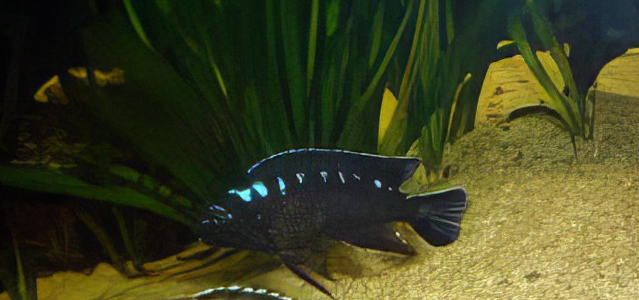 Pseudotropheus sp. Neon Spot Cichlid