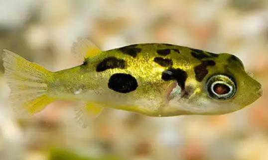 pea puffer