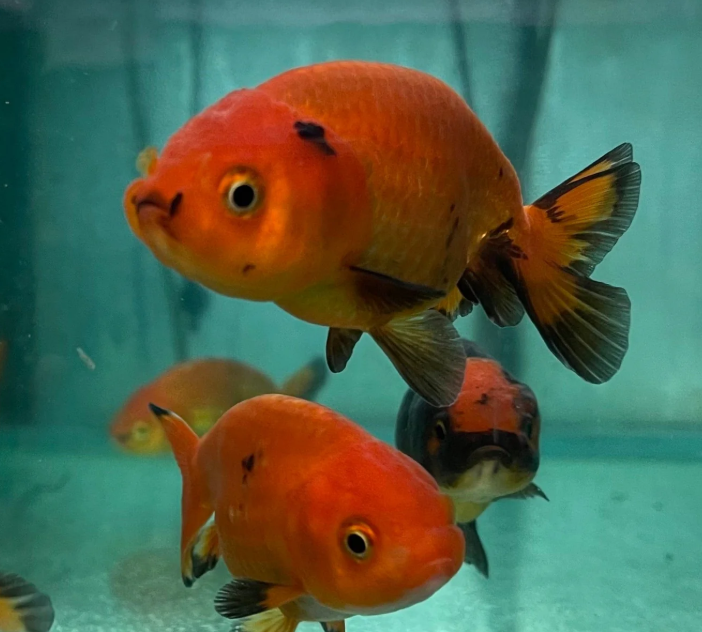 Ranchu Gold fish