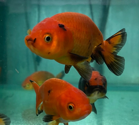 Ranchu Gold fish