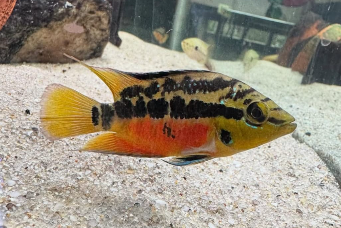 Salvini Cichlid