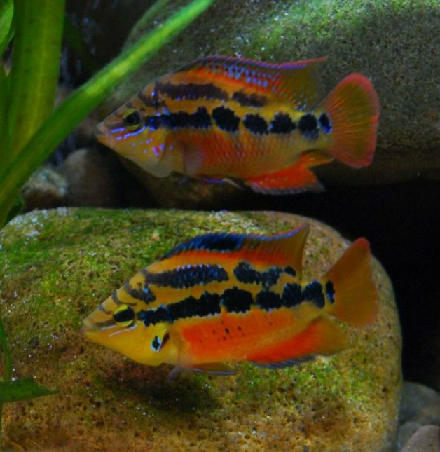 Salvini Cichlid