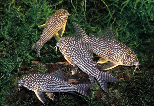 Sterbai Corydora