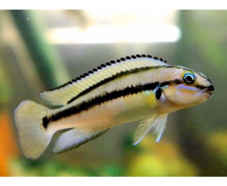 Telmatochromis vittatus