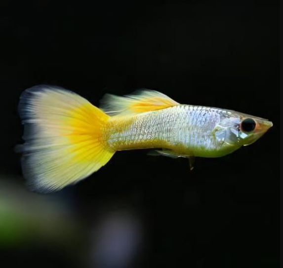 Yellow Guppy